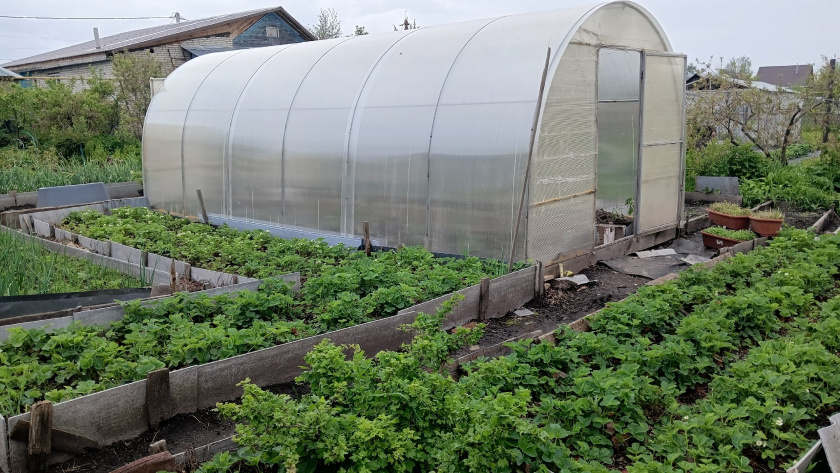    Из архива редакции