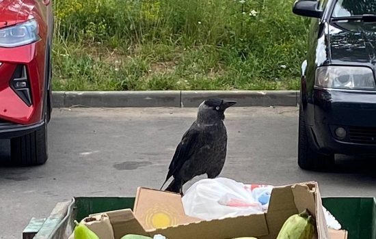    Фото: ИА "Орелград", автор Светлана Числова