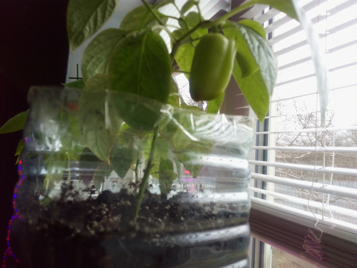 Крутой перец🌶