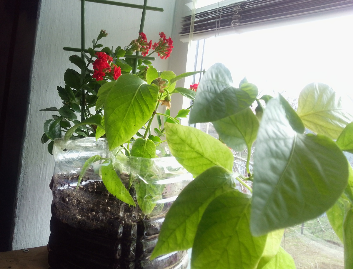 А за окном - весна!🌿