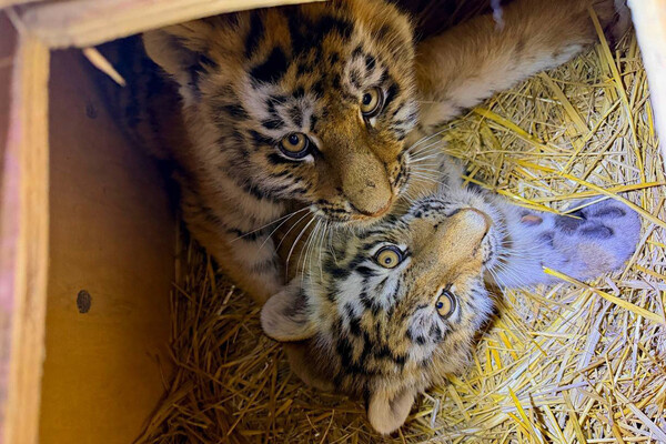 Центр «Амурский тигр»   📷