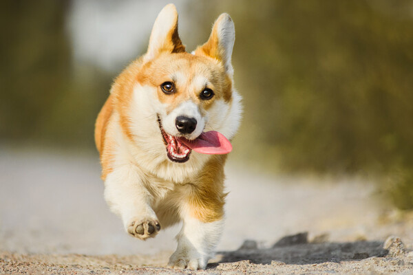 olgagorovenko/Shutterstock/FOTODOM   📷