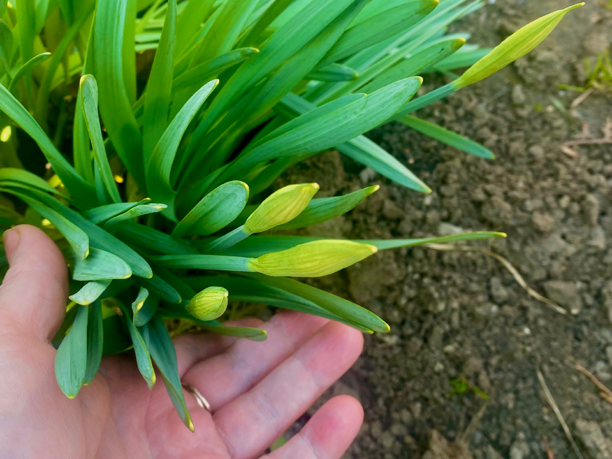 Нарциссы вот- вот расцветут