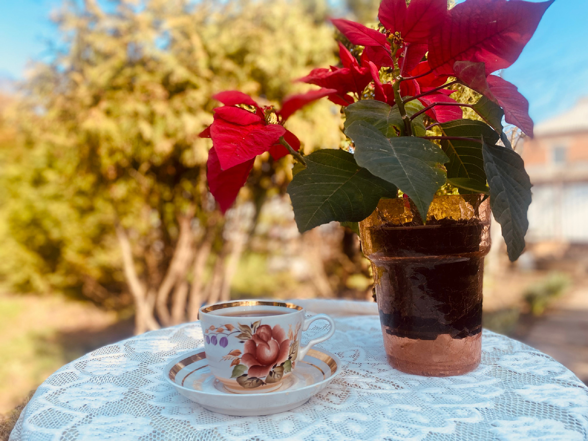 Вынесла букет зимних цветов ( пуанссетичя) и чайную пару