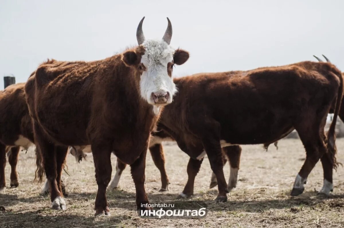    Муниципалитеты Астраханской области обязали установить правила выгула скота