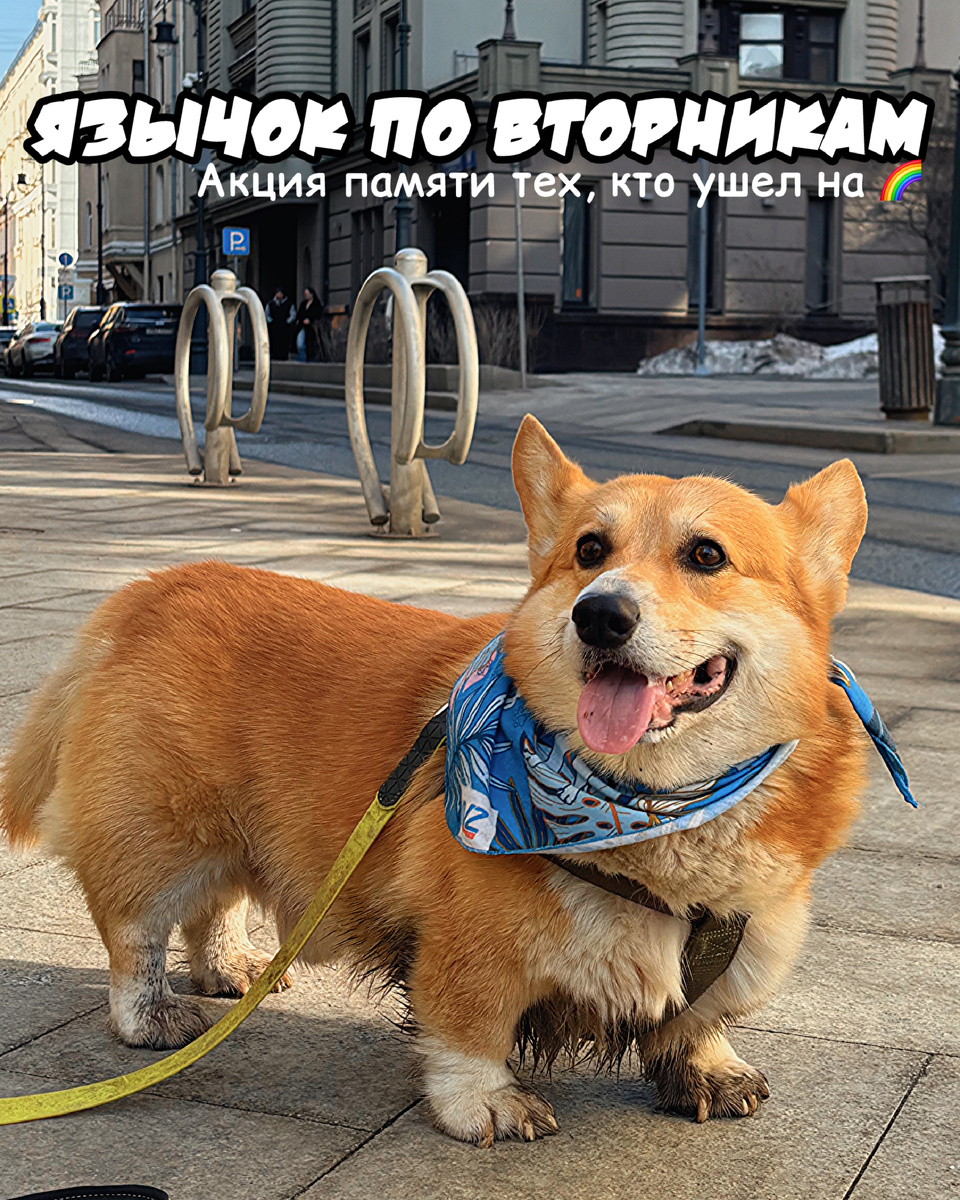 Корги Бильбо участвует в акции памяти #ЯзычокПоВторникам