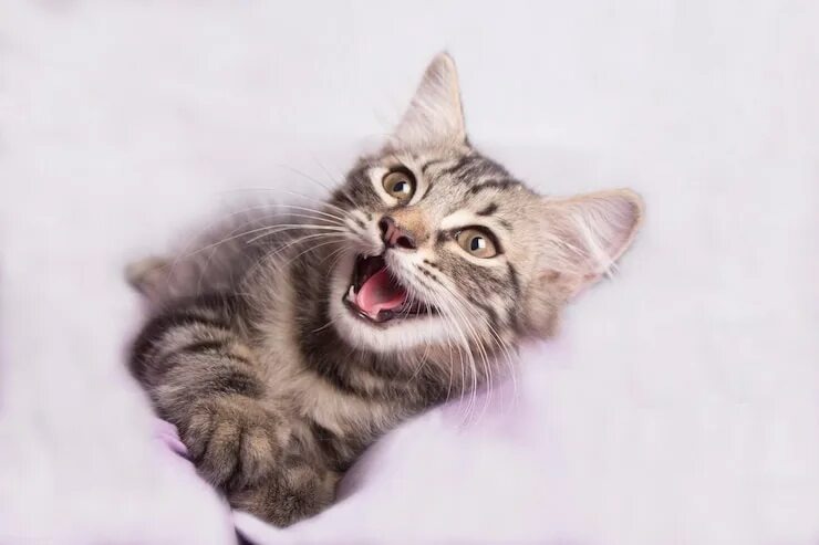 Фото Яндекс Картинки