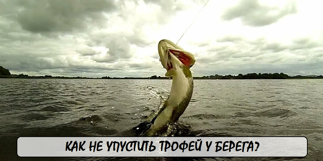 Как не упустить трофей у берега? Вываживание крупной рыбы