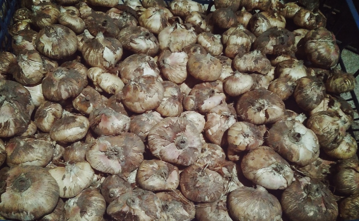 Начинающим цветоводам: достаём луковицы гладиолусов. Подготовка луковиц к посадке: пошаговая инструкция