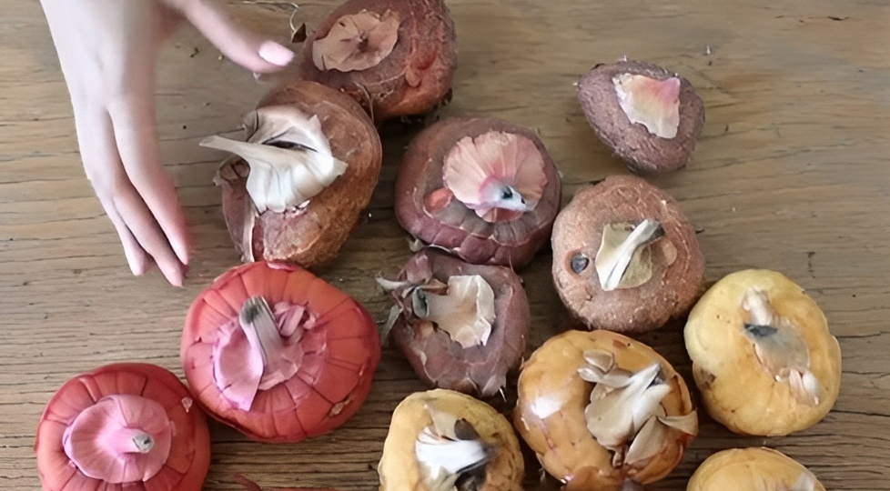 Начинающим цветоводам: достаём луковицы гладиолусов. Подготовка луковиц к посадке: пошаговая инструкция