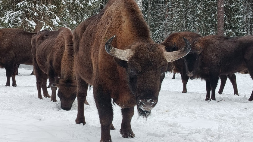    Фото: Дирекция ООПТ Владимирской области