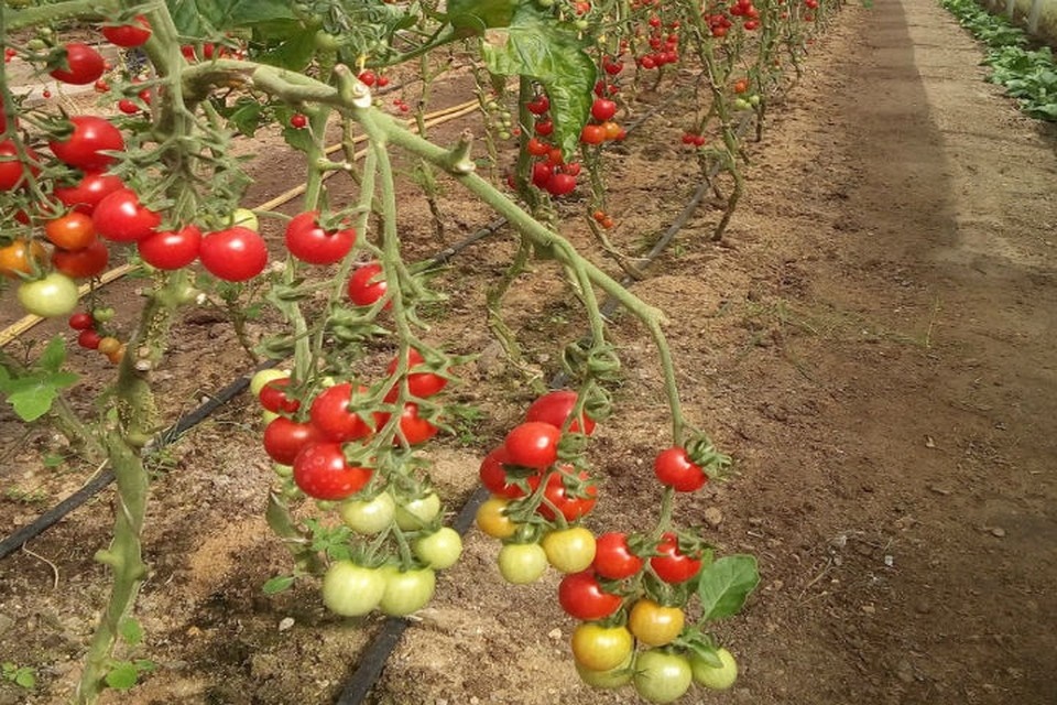   В Ярославской области на 6,2% подорожали помидоры. Полина ВАЧНАДЗЕ