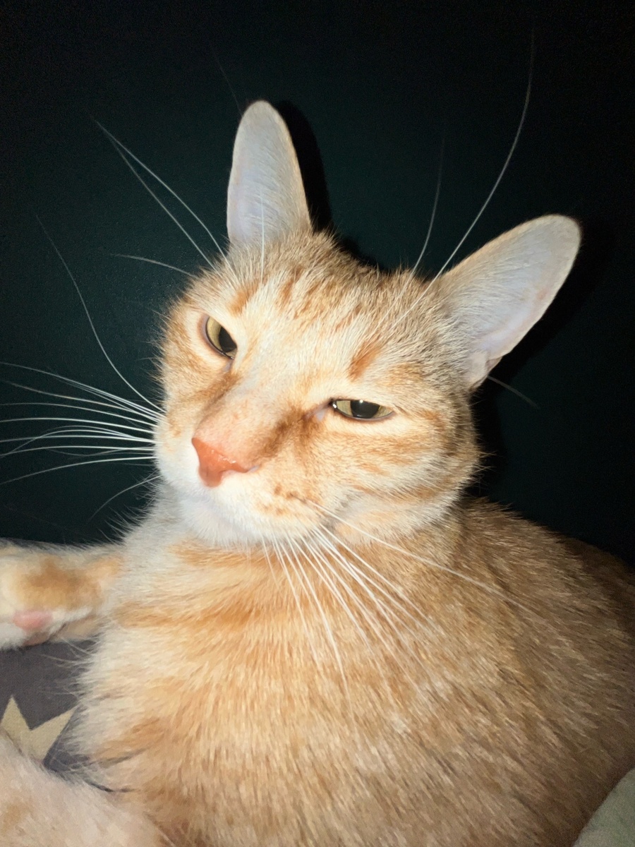 Симба для украшения статьи.