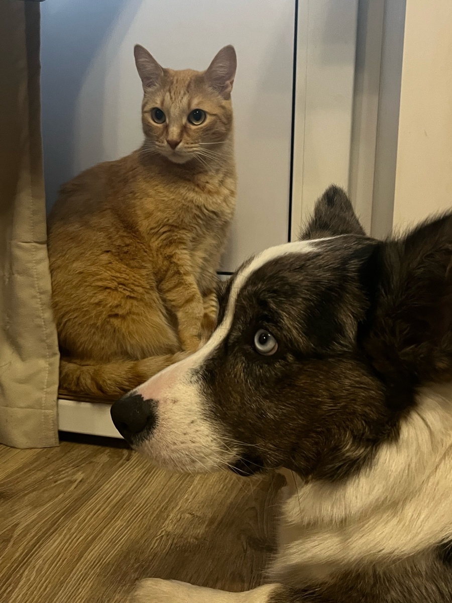 Даже кошка с собакой могут жить дружно.