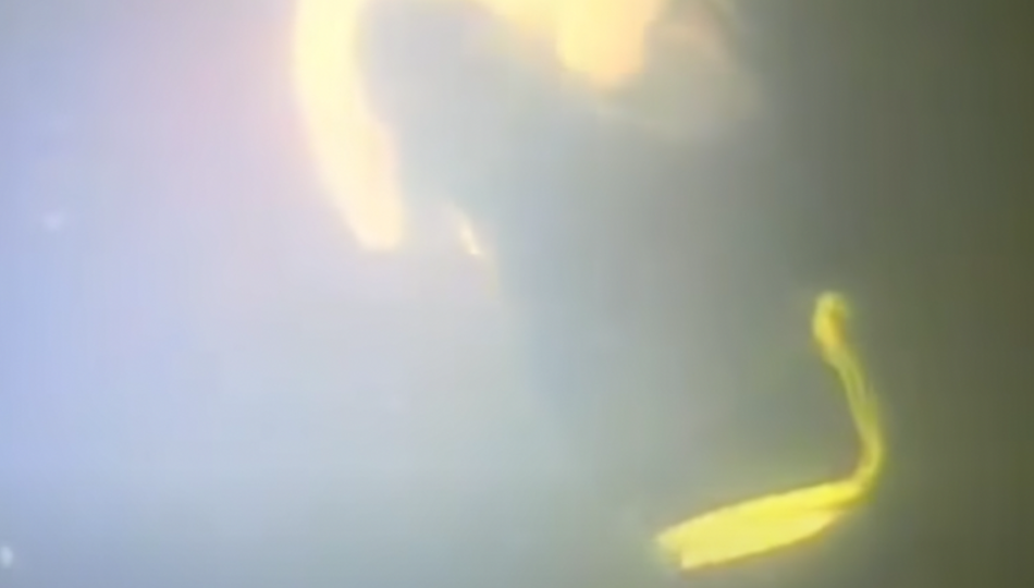 Что видел дайвер