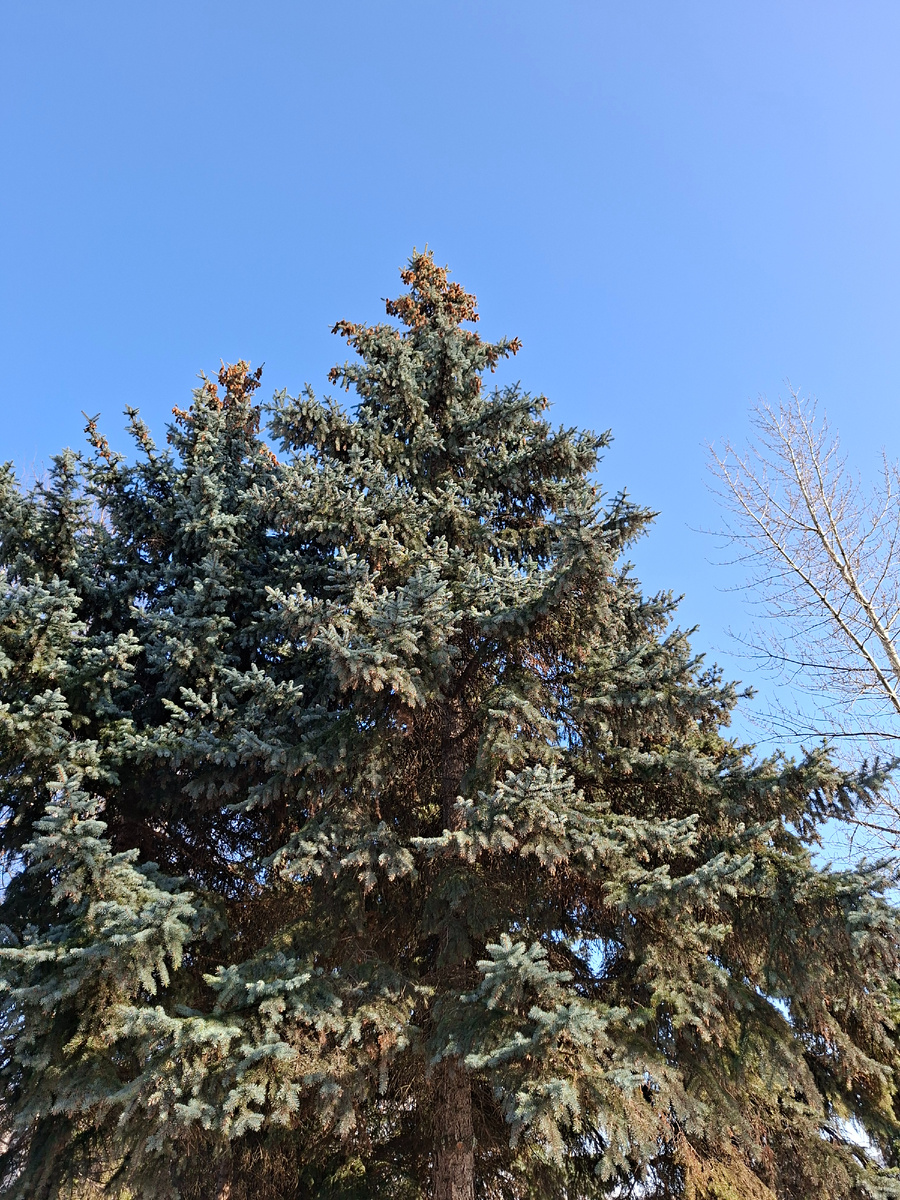 Как я люблю чистейшее весеннее небо