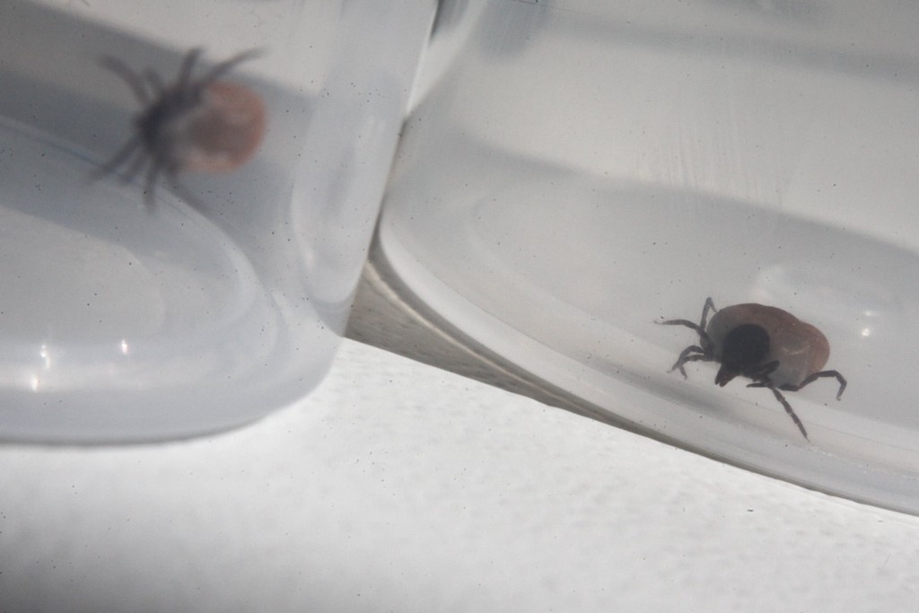    Фото © АГН «Москва» / Сергей Ведяшкин