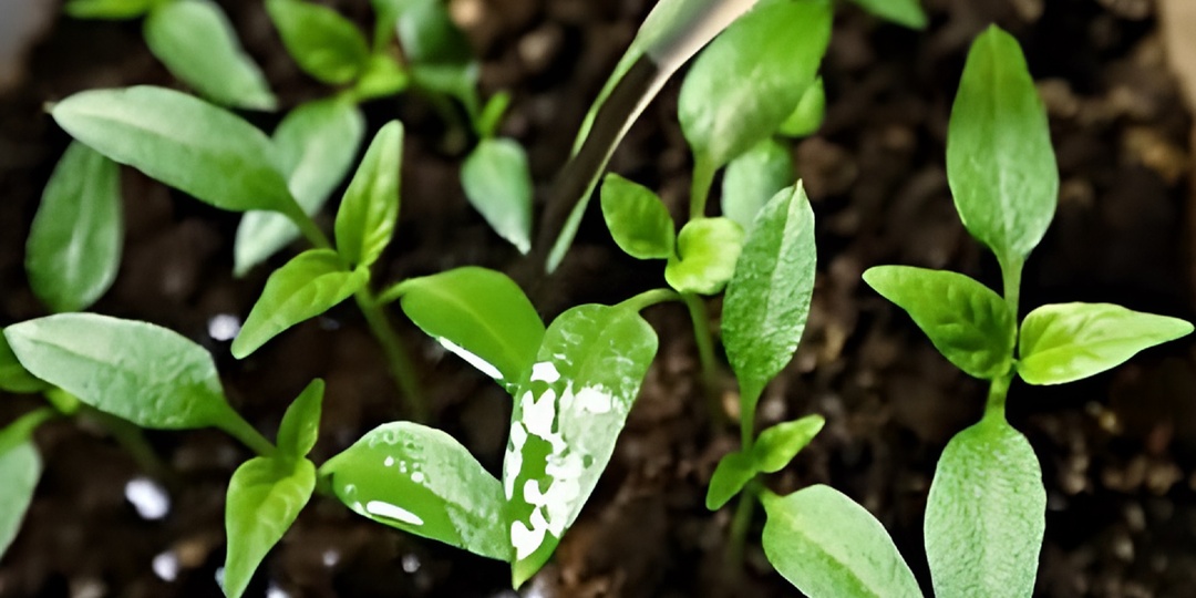 Мощный старт рассады перца: Чем подкормить молодую рассаду, чтобы она окрепла и тронулась в рост