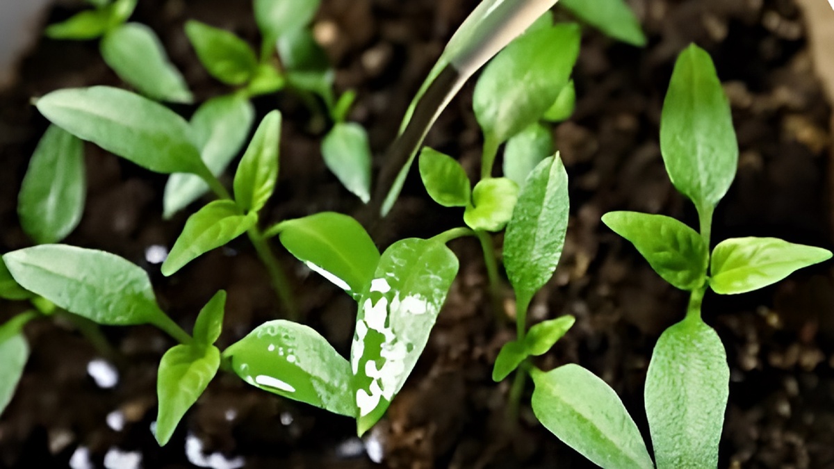 Мощный старт рассады перца: Чем подкормить молодую рассаду, чтобы она окрепла и тронулась в рост. Фото автора