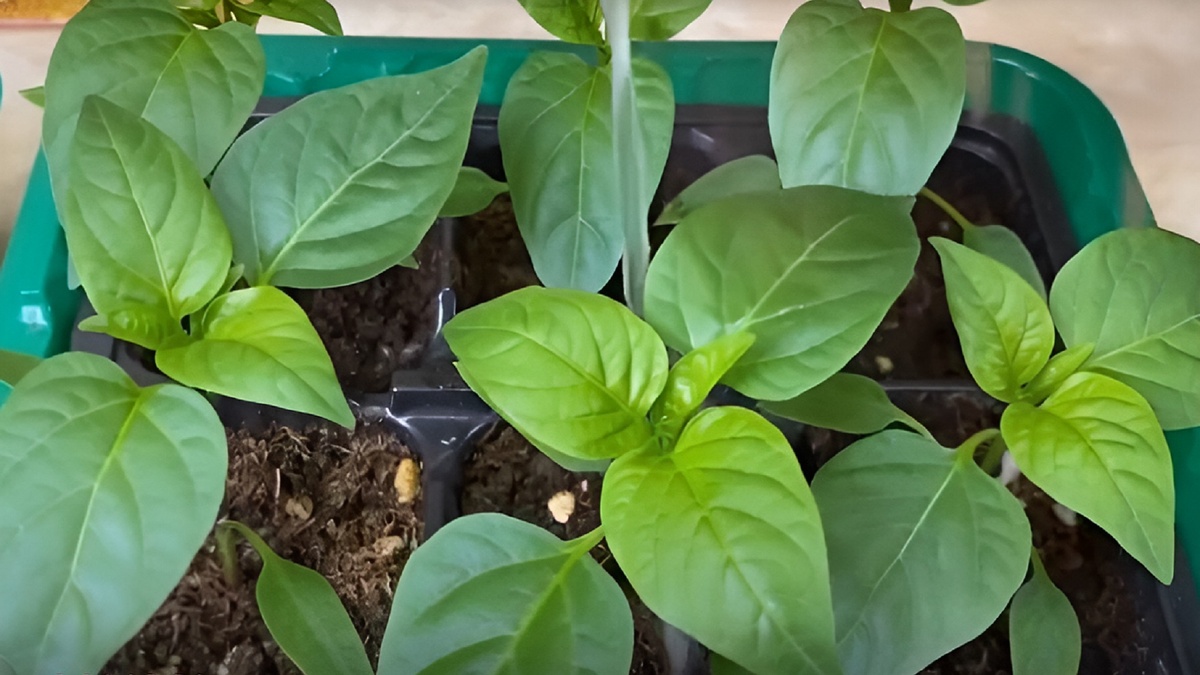 Мощный старт рассады перца: Чем подкормить молодую рассаду, чтобы она окрепла и тронулась в рост. Фото автора