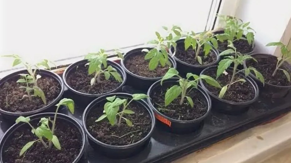 3 ошибки при подкормке томатов, которые губят рассаду