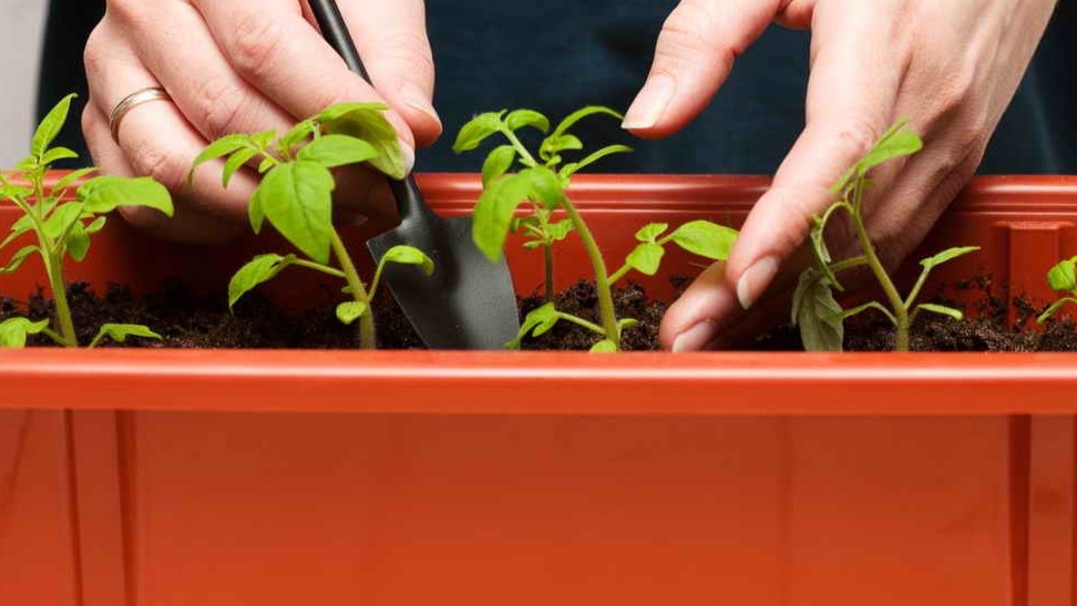 Пикировка томатов