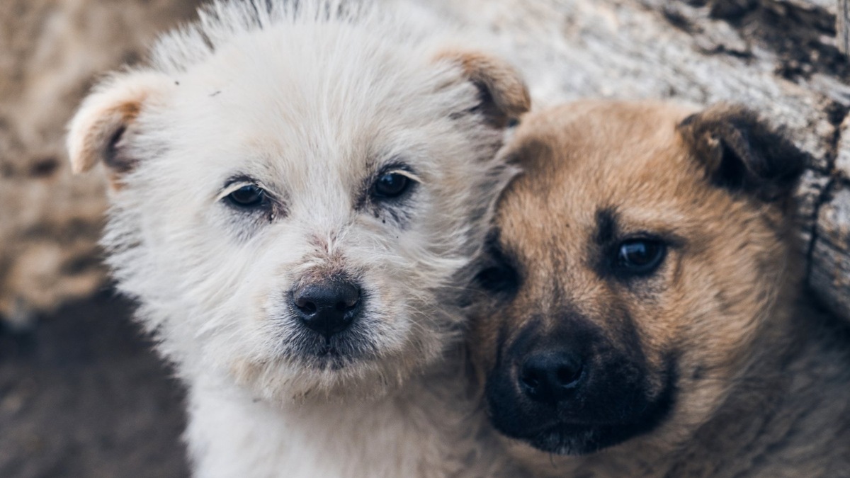    Волонтеры и местные жители объединились, чтобы дать щенкам второй шанс
