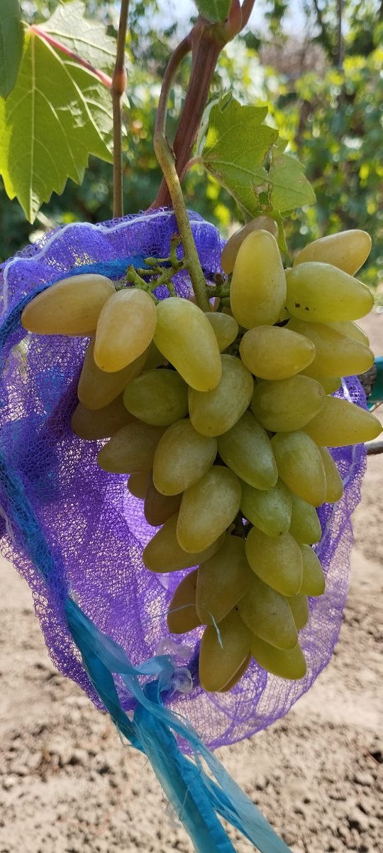 Златовласка. Фото из телеграм канала Щереденкова В.А. t.me/vinogradshcheredenkova