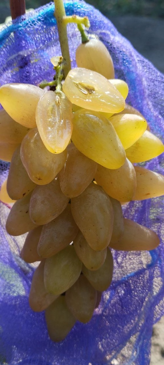 Златовласка. Фото из телеграм канала Щереденкова В.А. t.me/vinogradshcheredenkova