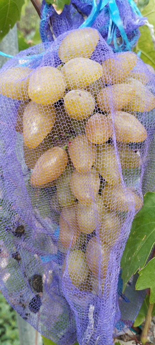 Златовласка. Фото из телеграм канала Щереденкова В.А. t.me/vinogradshcheredenkova