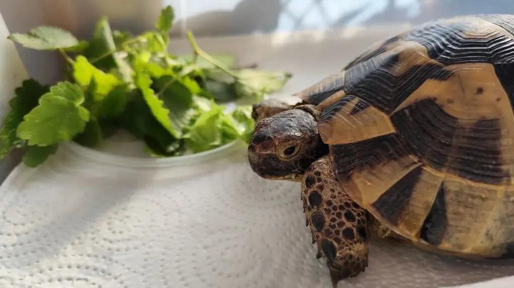    Фото: t.me/radionovasg