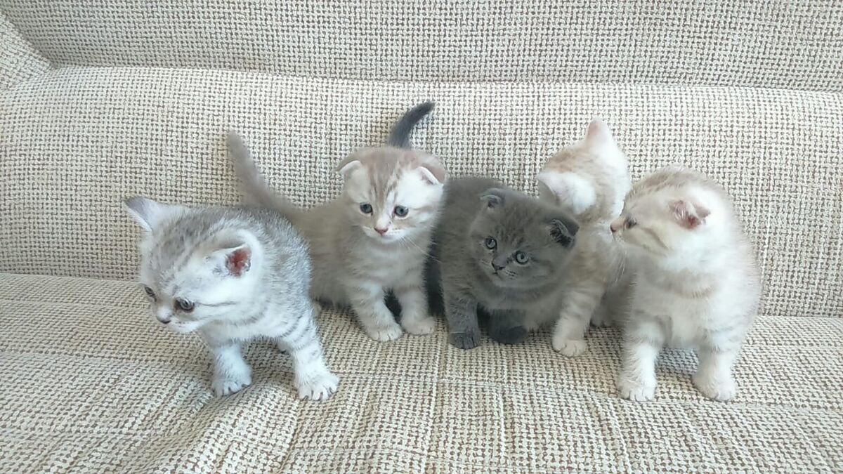 Тут где то маленькая Боня