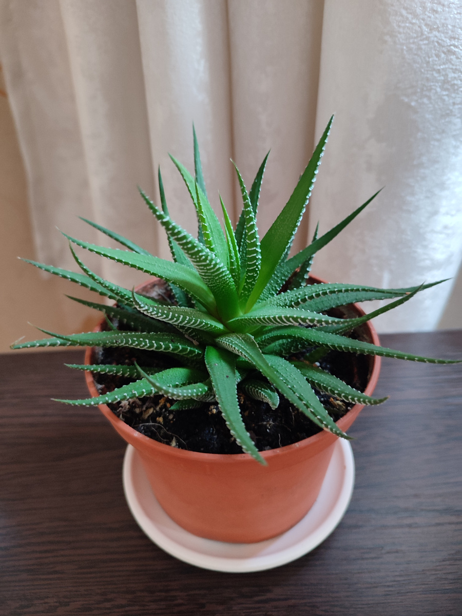 Белые крапинки словно жемчужины, от сюда и название