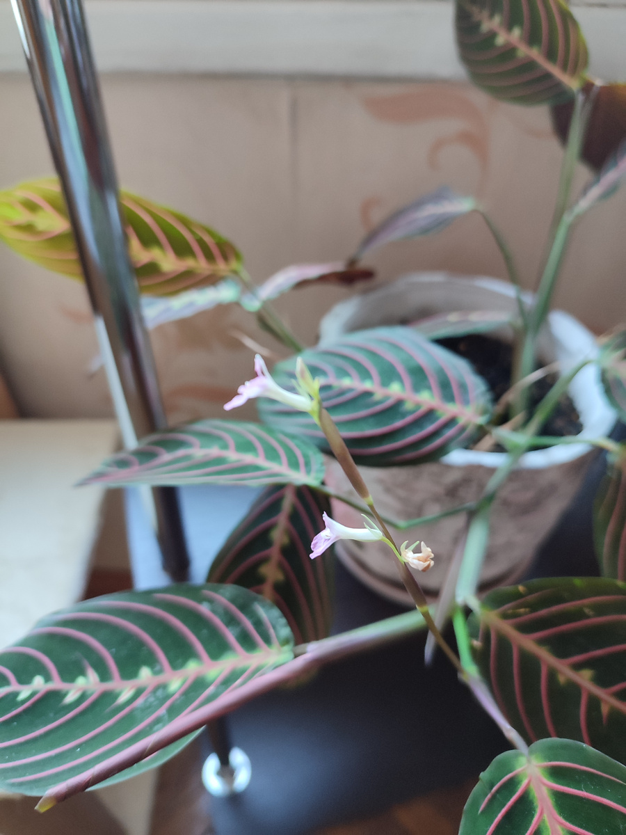 Это фото делала сегодня, и в сравнении со второй фотографией видно, как быстро пошёл процесс