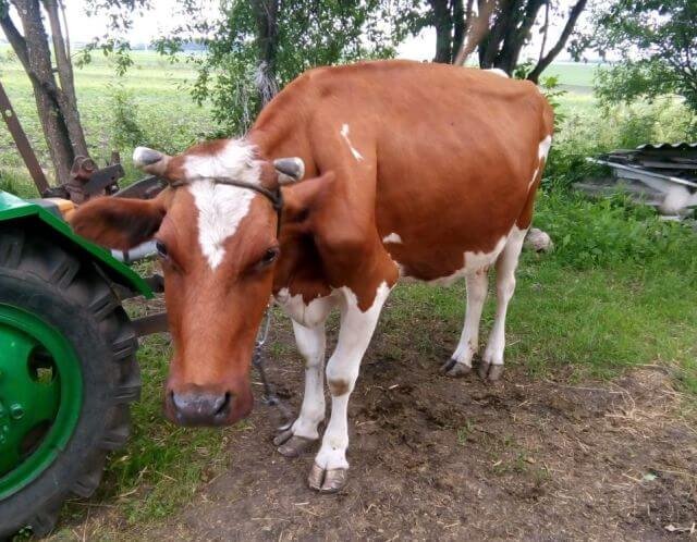    Фото: ИА «Орелград»