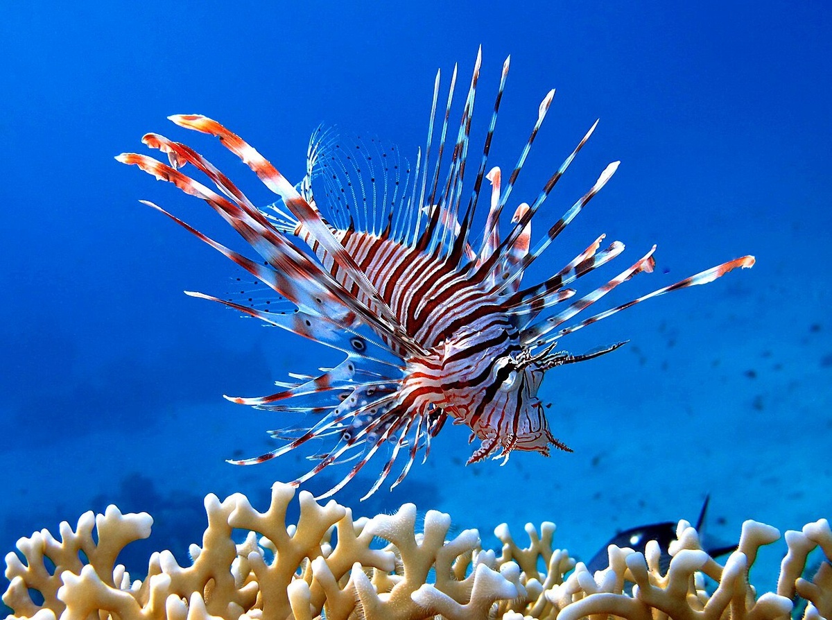 Крылатка (фото из открытфх источников)