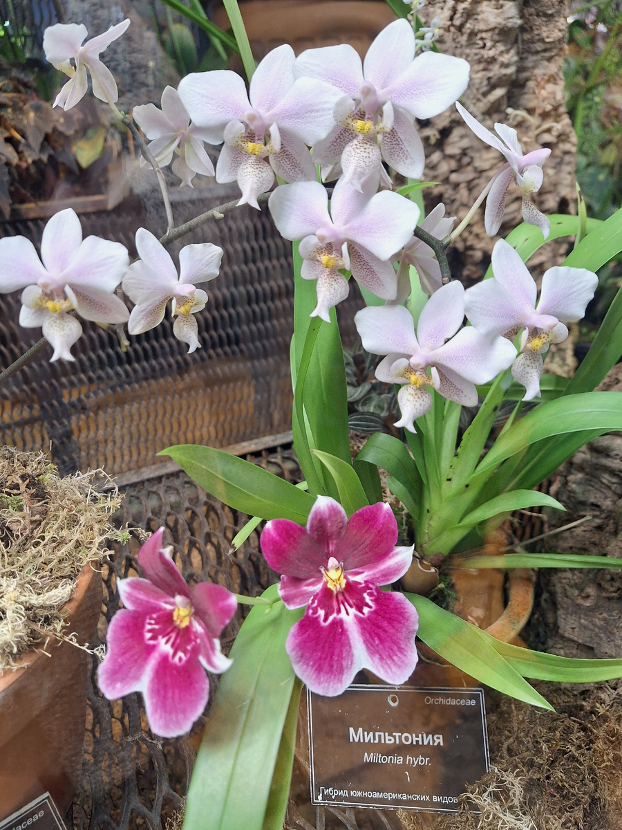 Орхидеи в оранжерее. Фото - собственность автора канала "ТАК НАДО".