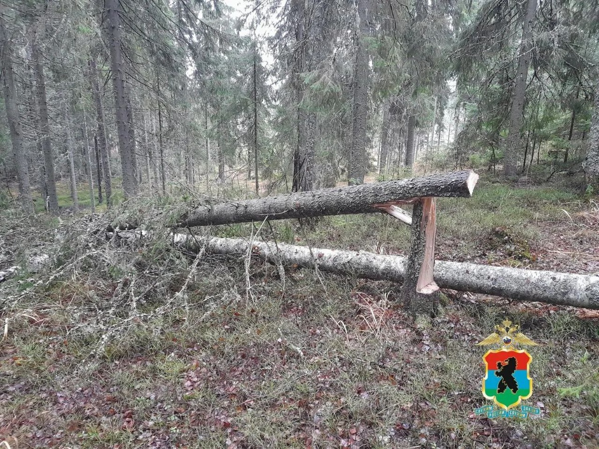    Фото: МВД Карелии/Телеграм