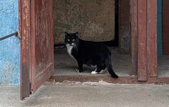    Фото: ИА "Орелград" / Светлана Числова