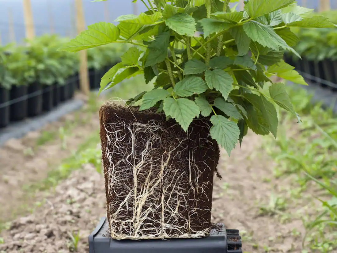 корневая система 