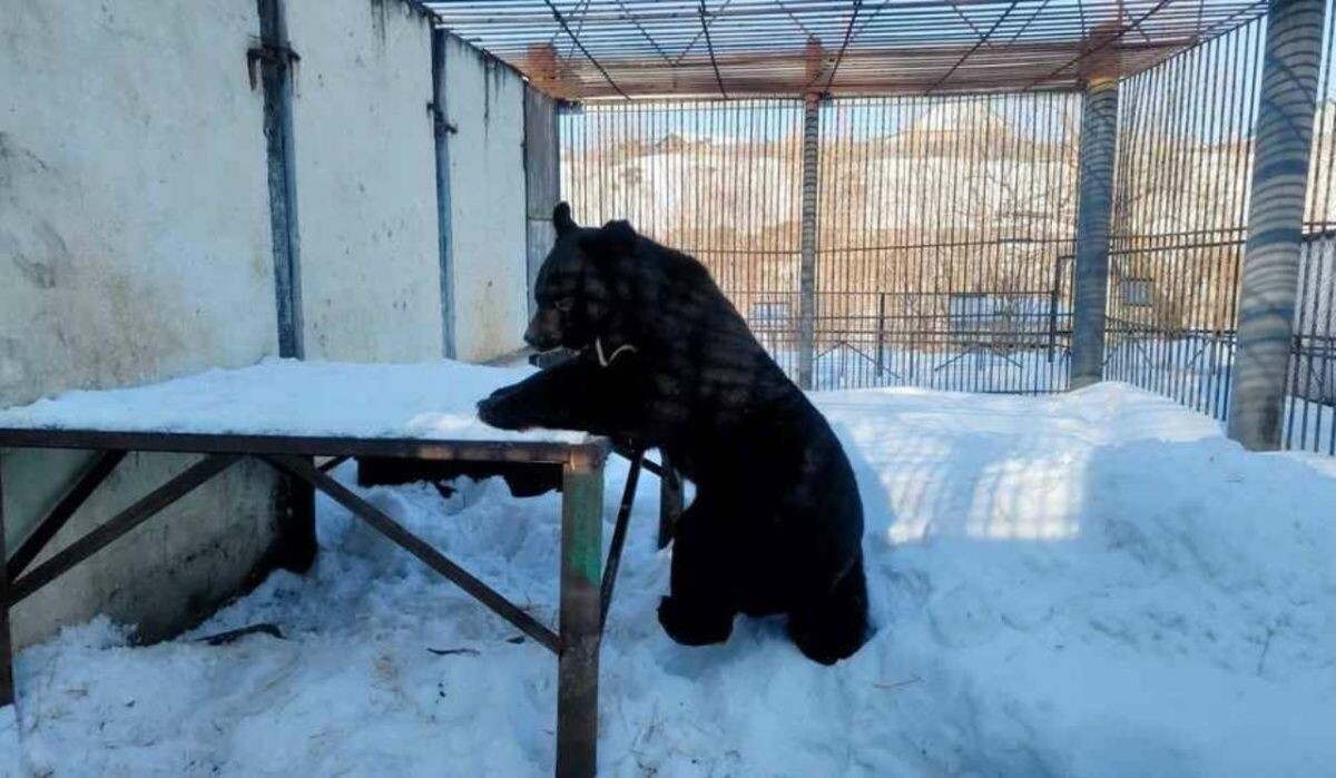     Медведь. Источник: omsk.kp.ru Автор фото: Пресс-служба Большереченского зоопарка