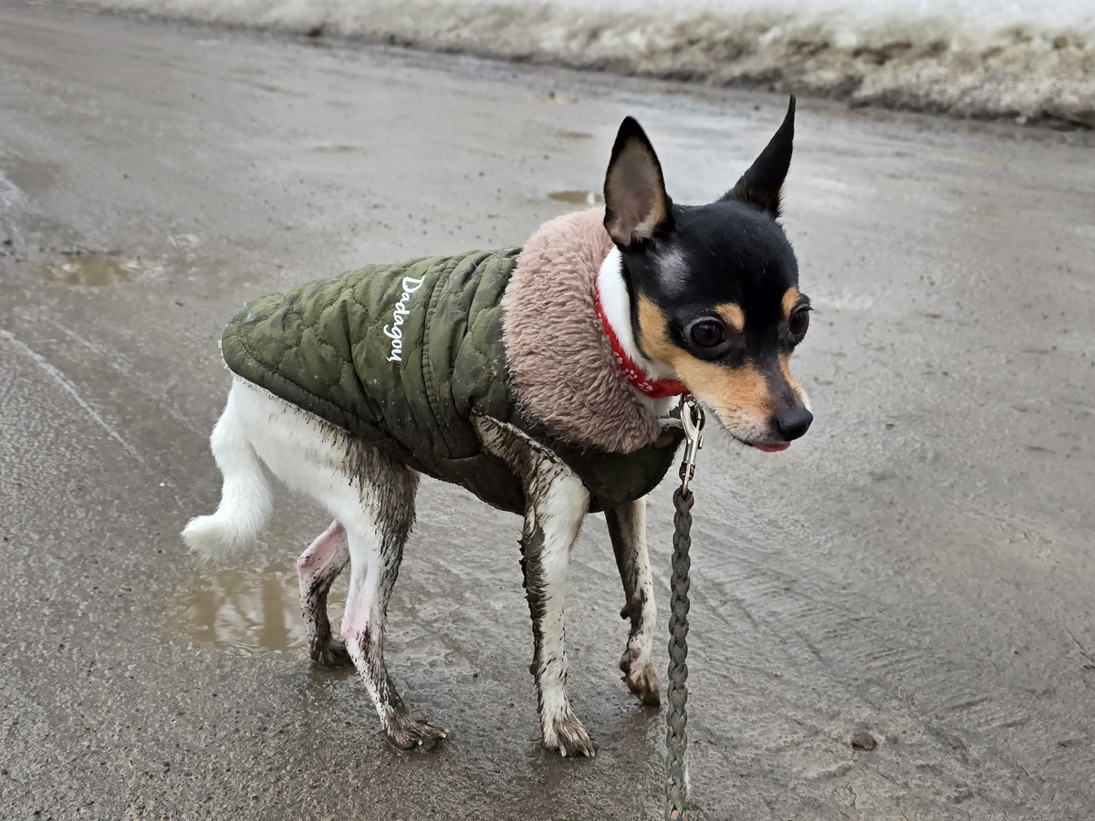 Той-фокстерьер