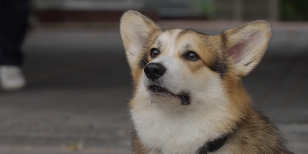 Почему «Следопыт» — сериал, который стоит посмотреть?