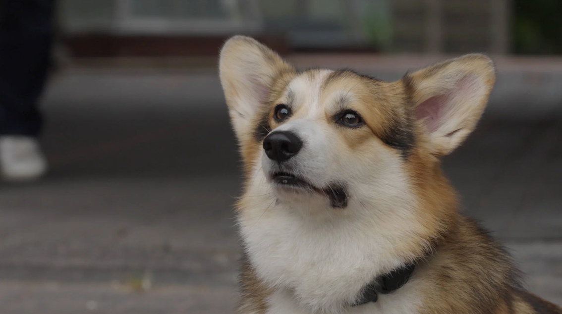 Кадр из сериала «Следопыт»