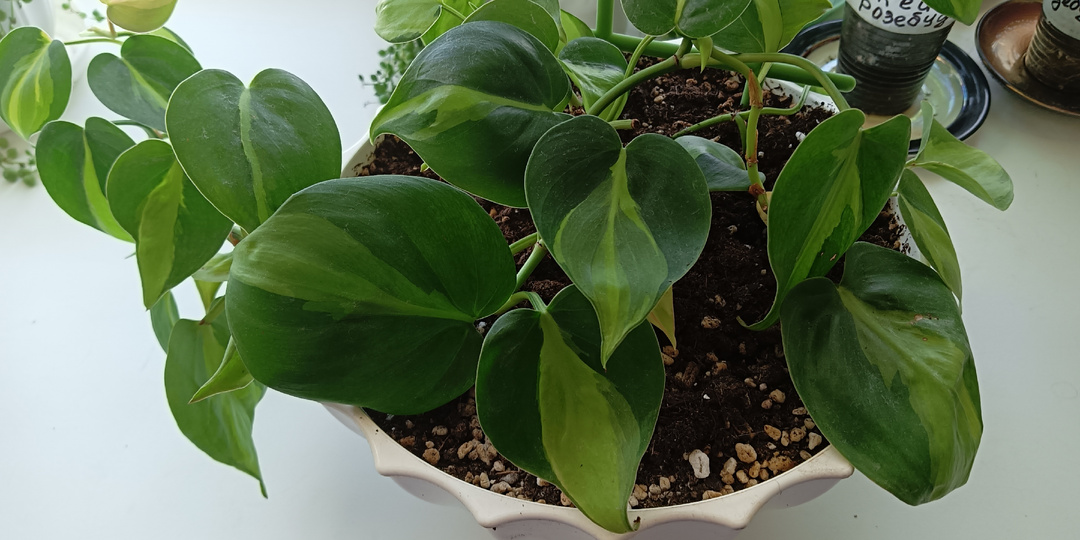 Филодендрон Бразил уход размножение