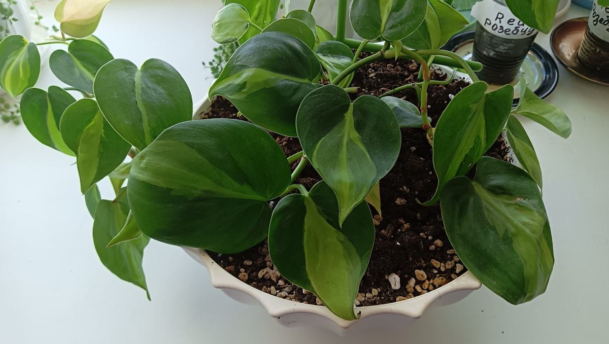 Филодендрон Бразил 