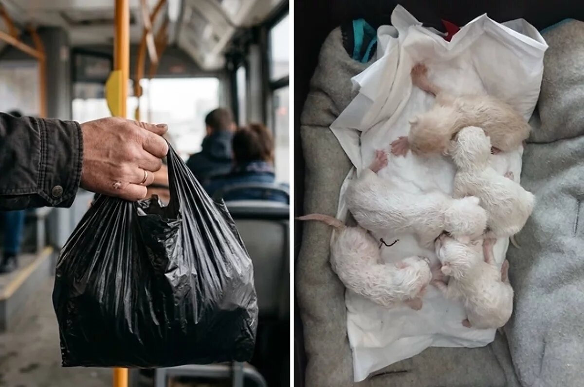    Котят спас неравнодушный пассажир, который забрал пакет у мужчины