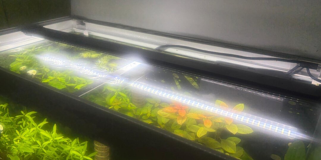 Аквариум-«мыльница» и "да будет свет!" : почему 24 ватта — это не всегда про джунгли?