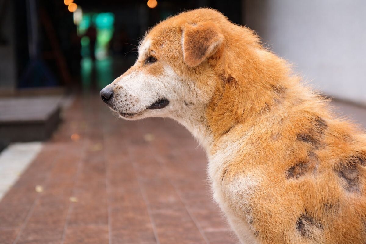 Крупный план собаки с очагами облысения на шерсти