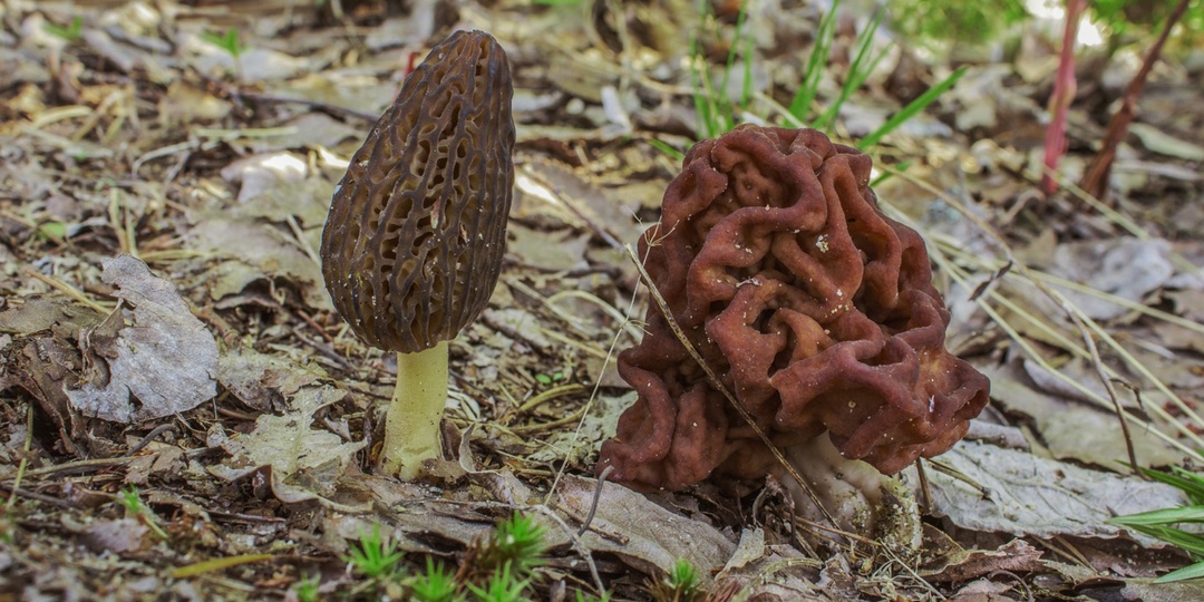 Весенние грибы: ракетное топливо, деликатес и эльфова чаша на одной поляне